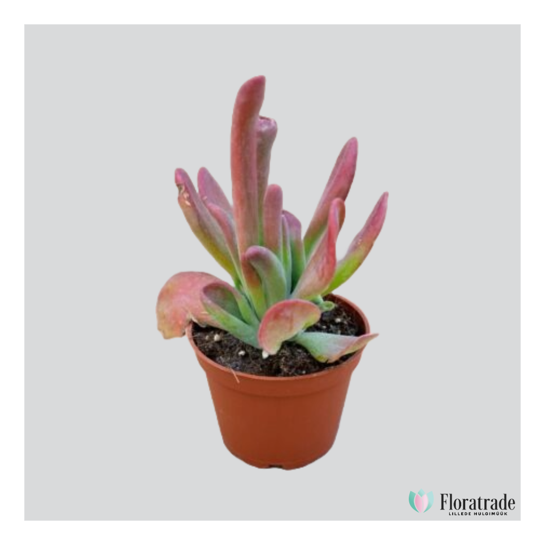 Kalanchoe other.png (384 KB)